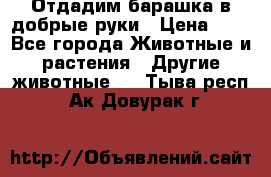 Отдадим барашка в добрые руки › Цена ­ 1 - Все города Животные и растения » Другие животные   . Тыва респ.,Ак-Довурак г.